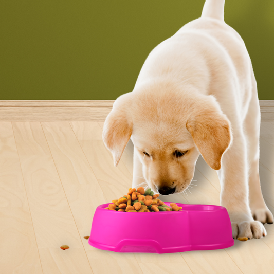 Comedero para perro